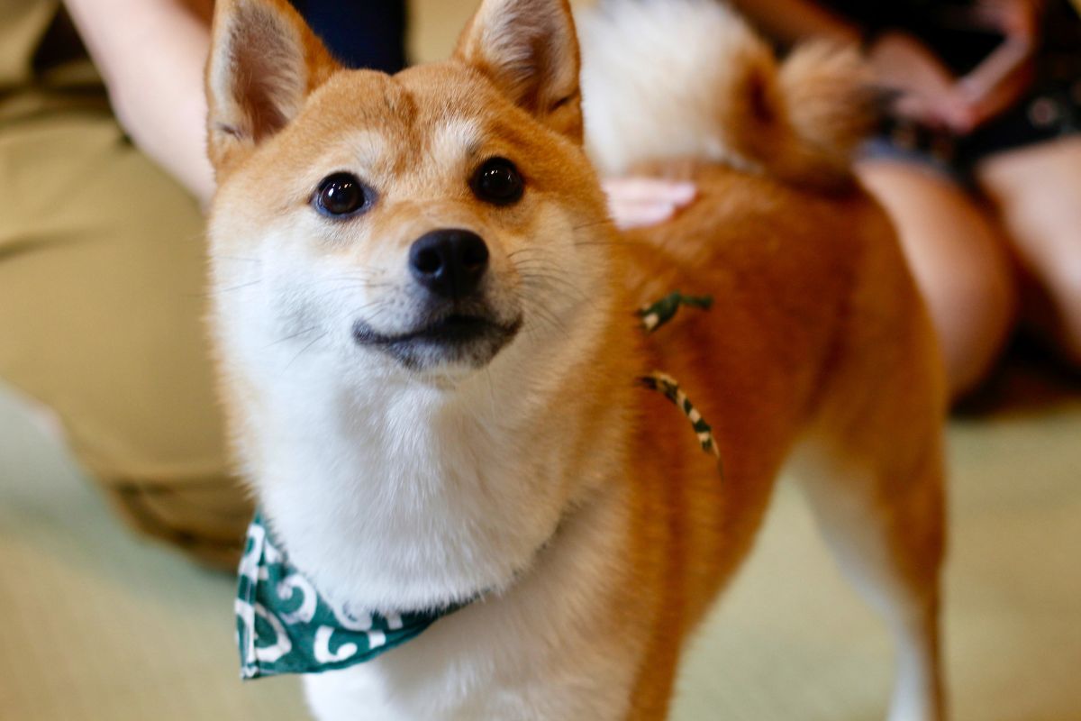 5 Letter Dog Breed Names – Unique Canine Vocabulary for Pet Lovers